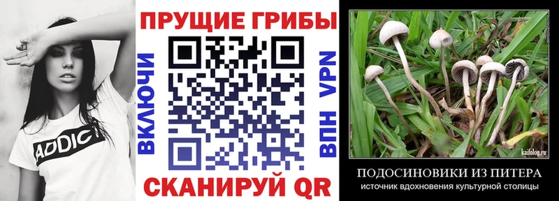 Купить  Ахтубинск  Галлюциногенные грибы прущие грибы 